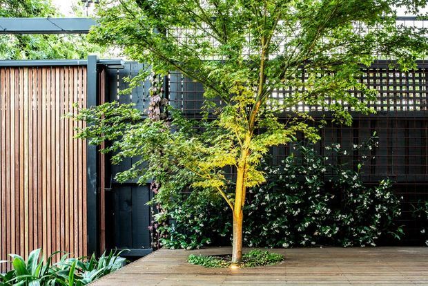 A landscaped courtyard or garden terrace with a timber deck, a slender feature tree, dense planting, and a dark timber or metal privacy screen. The enclosure combines vertical timber slats, dark painted panels, and a perforated or grid-like upper screen, creating a secluded contemporary outdoor space.