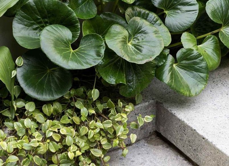 Paddington Courtyard