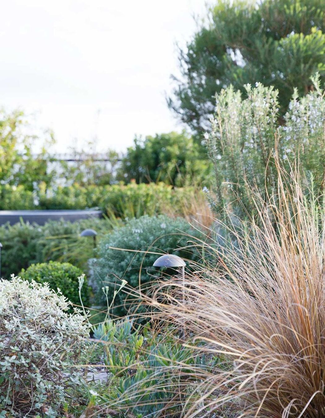 Rozelle - Rooftop Garden