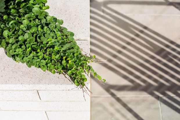 Close-up architectural detail showing a dense green trailing plant spilling over the edge of a light-colored rendered or concrete planter/wall beside pale paved flooring. Strong linear shadows from a slatted screen or railing fall across the paving, creating a crisp geometric pattern.