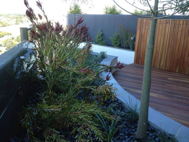 A landscaped outdoor courtyard or terrace with dense ornamental planting, dark decorative stones, smooth rendered walls, and a raised timber deck. A vertical timber privacy screen and mature tree frame the contemporary garden space.