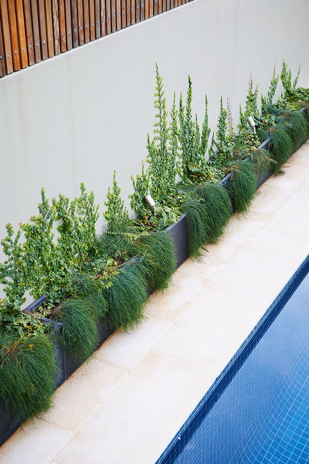 A landscaped swimming pool edge with pale stone paving, a narrow rectangular pool lined in blue mosaic tile, and a continuous row of dark planter boxes filled with lush grasses and upright green plants against a smooth light wall. Timber slat screening runs along the upper portion of the wall, adding warmth and texture.