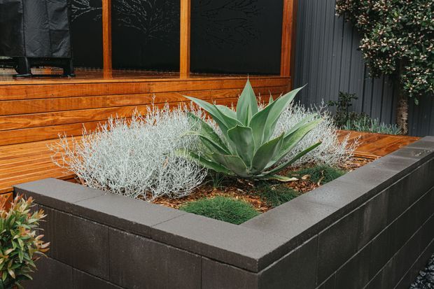 A compact landscaped courtyard garden bed with a large agave and silvery ornamental planting, enclosed by dark concrete block retaining walls. Warm timber cladding and framed dark glazing form the backdrop, with dark grey vertical cladding and dense greenery at the side.
