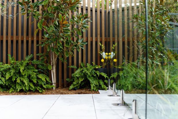 A landscaped courtyard or terrace beside a glazed building, featuring large pale paving slabs, dense tropical and fern planting, a dark timber and vertical slatted screen, and a frameless glass balustrade or wall. The space has a lush, contemporary garden character with strong layering of timber, greenery and glazing.