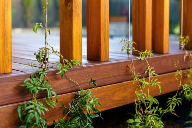 Close-up of a warm-toned timber outdoor deck or balcony balustrade, featuring horizontal rails and vertical posts with climbing green vines growing around the structure. The scene emphasizes natural wood grain and integrated planting.