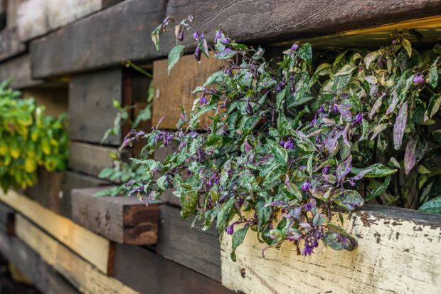 Close-up exterior detail of a rustic timber wall or fence featuring layered weathered wood boards and a lush trailing plant with purple flowers spilling from a built-in planter or ledge. The scene has a natural, textured, handcrafted character.