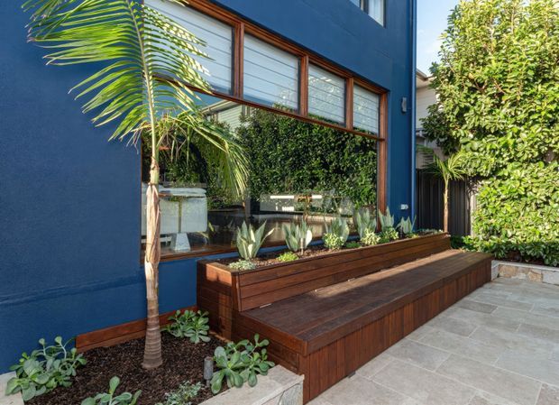 Exterior view of a contemporary dark-blue rendered building facade with a long timber-framed window, lush screening greenery, and a built-in raised timber planter that doubles as tiered bench seating. Succulents and a palm soften the paved entry terrace.