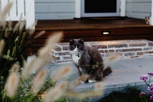 A cat sits on a grey paved front porch or patio beside a low brick retaining wall. Behind it is a dark timber built-in bench or cabinet beneath a window, with ornamental grasses and flowering plants in the foreground. The image is an exterior residential entry or outdoor area photograph, with the cat as the central subject.