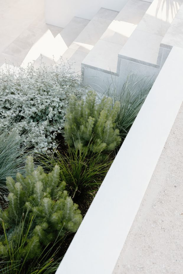 A bright minimalist landscaped courtyard or terrace featuring a narrow planting bed filled with ornamental grasses and silvery foliage, bordered by crisp white rendered or concrete walls. Pale grey concrete steps and geometric paving create a clean, sculptural composition with strong sunlight and shadows.