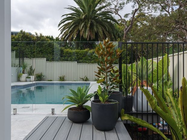 A landscaped residential pool area viewed from a raised timber deck. The scene features a swimming pool with pale paving, a frameless glass pool barrier, black metal balustrade, white fencing, and large potted tropical plants. Mature palms and greenery create a private outdoor setting.