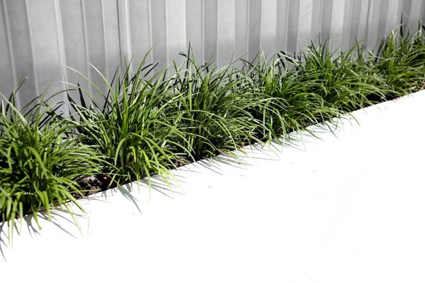 A close-up exterior view of dense ornamental grasses planted along the base of a vertically ribbed grey metal-clad wall, beside a bright white paved or concrete surface. The image emphasises the contrast between the green planting, pale wall, and clean hardscape.