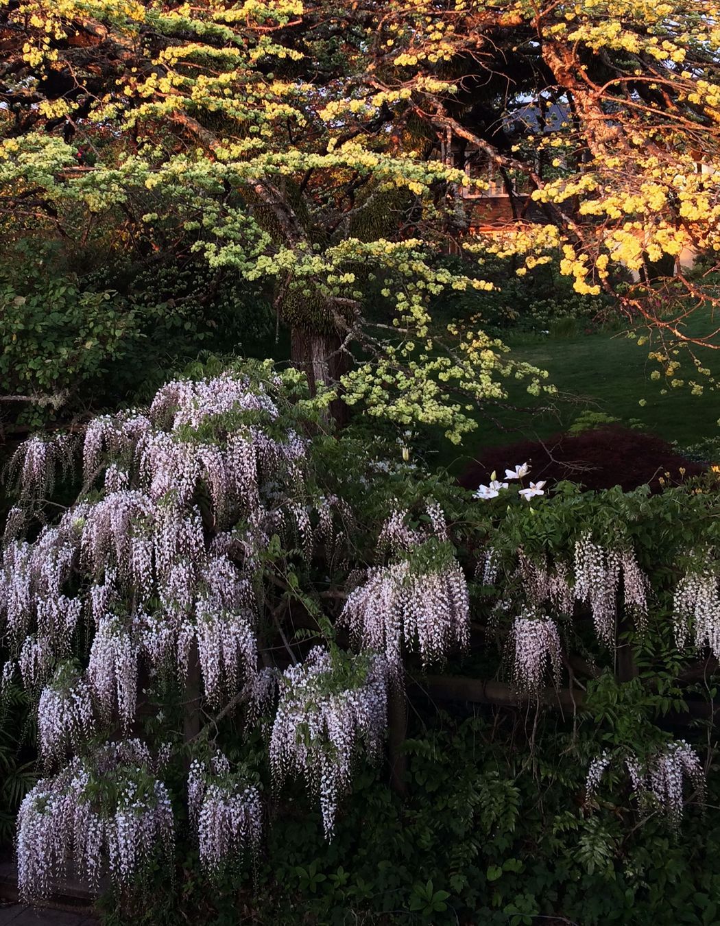 two houses and a shared garden
