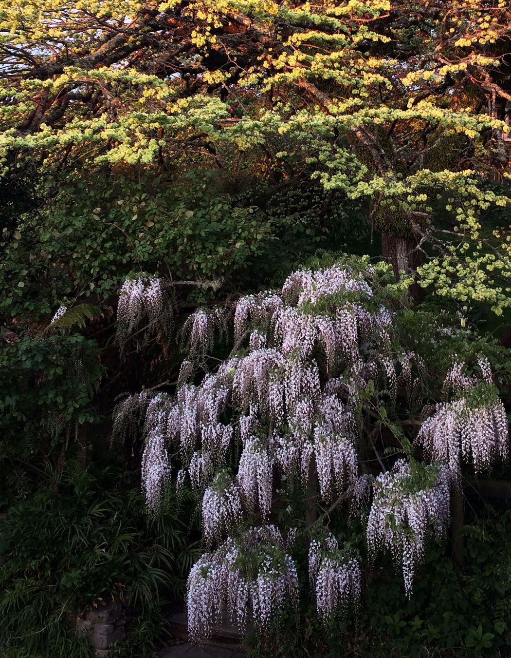 two houses and a shared garden

