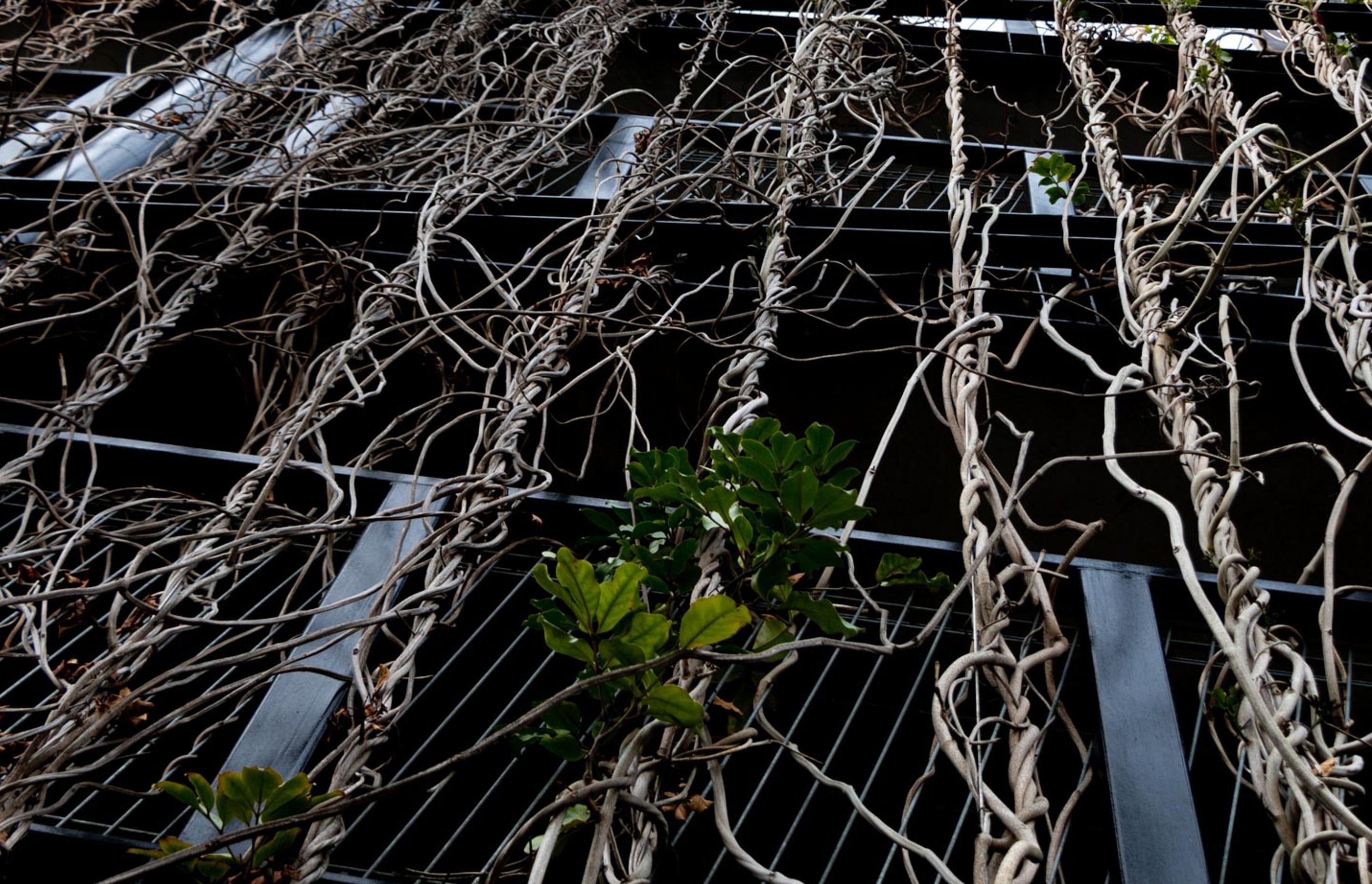 Fred Thomas Drive Carpark - Foliage growing wires