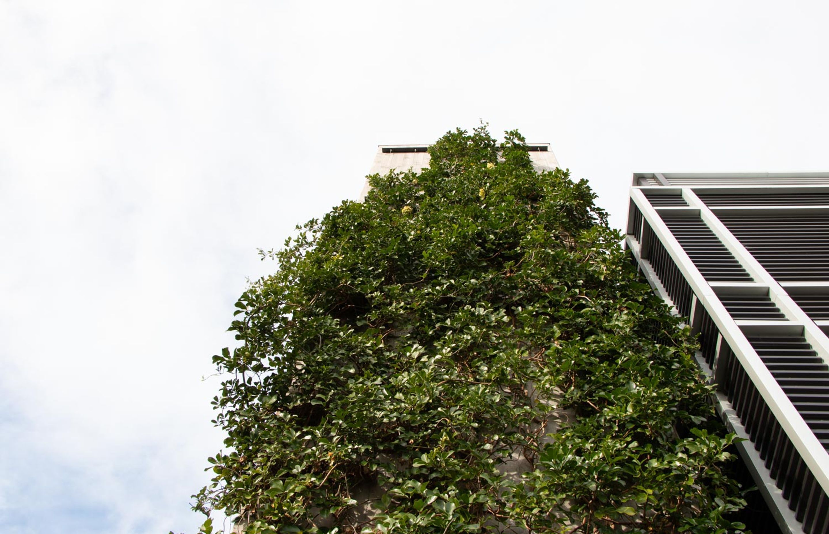 Fred Thomas Drive Carpark - Foliage growing wires