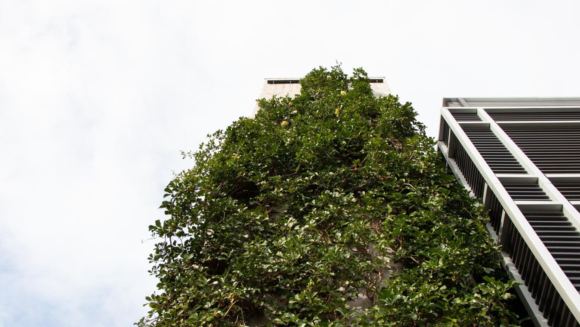 Fred Thomas Drive Carpark - Foliage growing wires banner