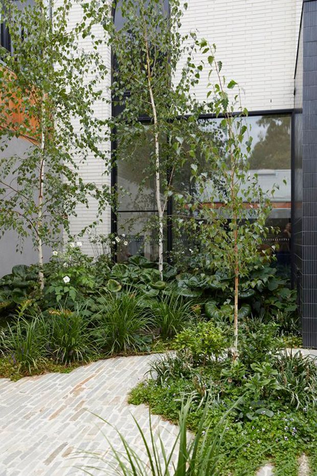 A landscaped courtyard or entry garden beside a contemporary building. Dense layered planting with slender trees, grasses, broad-leaved groundcover and small flowering plants surrounds a gently curving pale brick-paved path. The building features white horizontal brickwork, dark charcoal tiled cladding, and large black-framed glazing.
