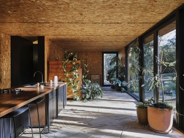 Warm, plant-filled contemporary kitchen and living space with a long timber island, dark cabinetry, black-framed floor-to-ceiling glazing, and exposed oriented strand board across the walls and ceiling. Natural light enters from the glazed side, illuminating a pale irregular stone or concrete-look floor and abundant indoor greenery.