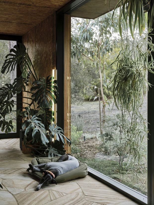 A serene, plant-filled interior corner with floor-to-ceiling glazing overlooking a wooded garden. The space features textured timber wall and ceiling surfaces, dark window frames, pale patterned timber flooring, lush tropical foliage, and a dog resting on a cushion. Natural light and the strong connection to the surrounding greenery create an organic, tranquil atmosphere.