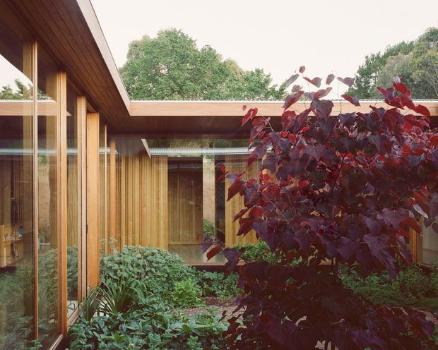A landscaped courtyard framed by a low-slung timber-clad building with extensive floor-to-ceiling glazing. Warm vertical timber boards, timber soffits, and slim dark window frames surround the planted garden, while a flat roofline creates a sheltered, inward-facing outdoor space. Dense greenery and a burgundy-leaved tree fill the foreground.