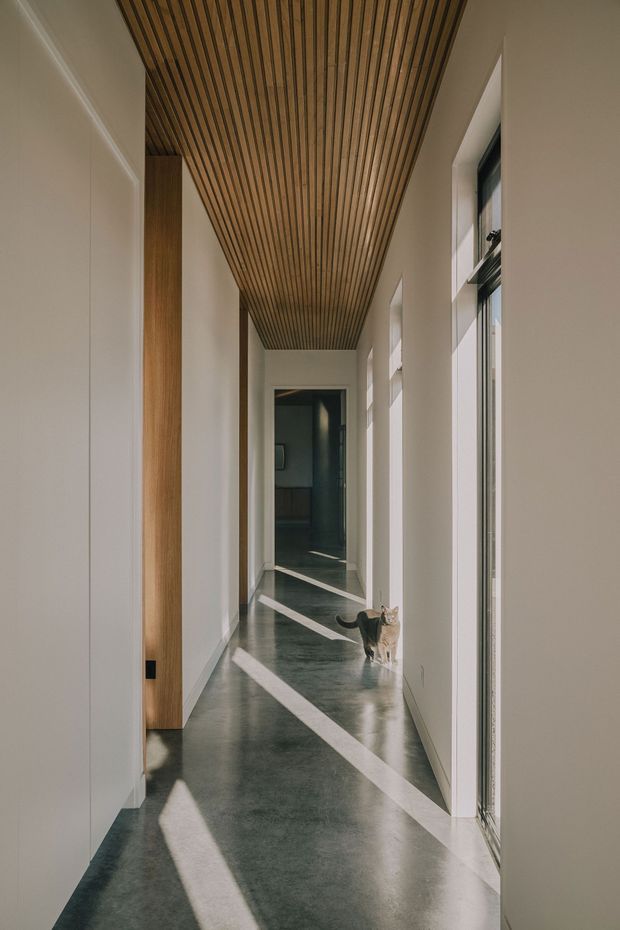 A long, narrow contemporary hallway with smooth white walls, full-height glazing along one side, and a striking linear timber-slatted ceiling. The polished dark concrete floor reflects strong diagonal sunlight from the windows, while flush white doors and warm timber joinery create a restrained, refined interior. A cat is visible near the far end.