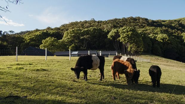 A rural outdoor scene showing several alpacas grazing in a sunlit grassy paddock. A fenced area and low agricultural or residential structures sit behind them, with dense wooded hills forming the background.