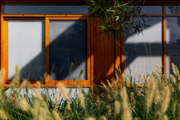 Close-up exterior view of a building facade with warm timber-framed windows, dark reflective glazing, and vertical timber cladding. Ornamental grasses and planting partially screen the lower facade, while strong sunlight creates pronounced shadows across the windows and wall.