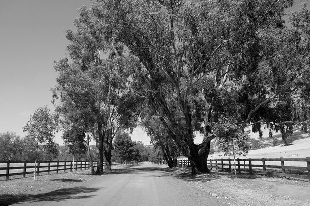 Black-and-white photograph of a tree-lined rural driveway or lane, bordered by timber post-and-rail fencing and mature eucalyptus-like trees. The unsealed-to-paved road leads through an open pastoral landscape with gently sloping ground and sparse farm vegetation.