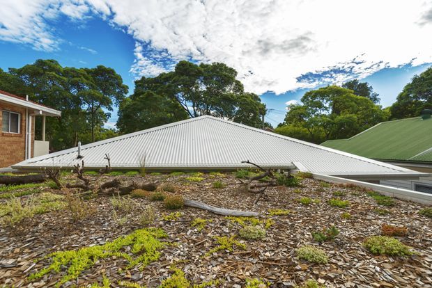 Exterior architectural view focused on a broad low-pitched corrugated metal roof, with an extensive planted green roof in the foreground featuring low groundcover, mulch, and fallen branches. Additional pitched metal roofs, mature trees, and blue sky are visible in the background.