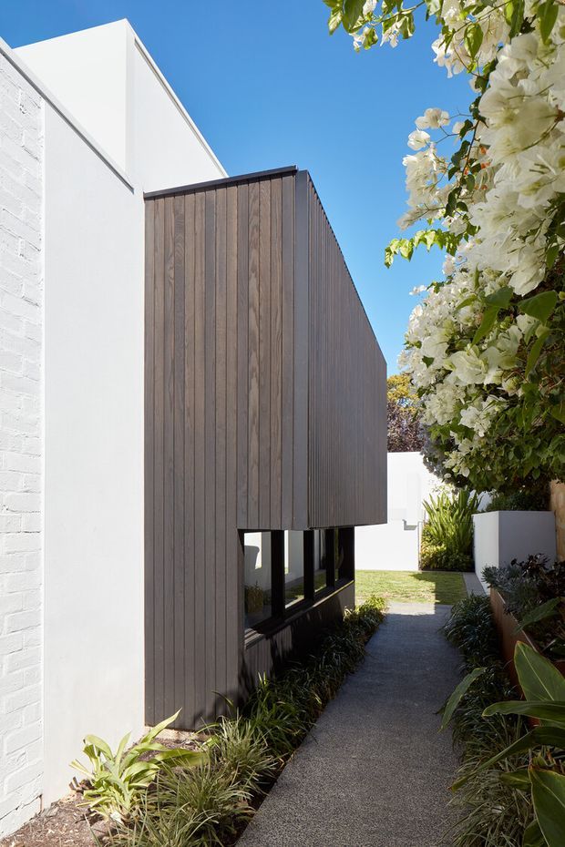 A narrow landscaped walkway beside a contemporary building extension. The building combines crisp white painted masonry with a projecting upper volume clad in vertical dark timber boards and long dark-framed windows below. Dense planting, including white flowering shrubs and ornamental grasses, lines the textured path under a clear blue sky.