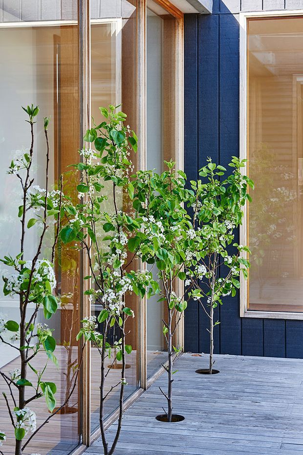 A narrow outdoor courtyard or deck lined with flowering, espalier-like trees planted through a grey timber deck. Floor-to-ceiling glazed doors and windows with warm timber frames open onto the space, alongside a dark blue vertically textured exterior wall. The image has a bright, contemporary architectural character with strong indoor–outdoor connection.