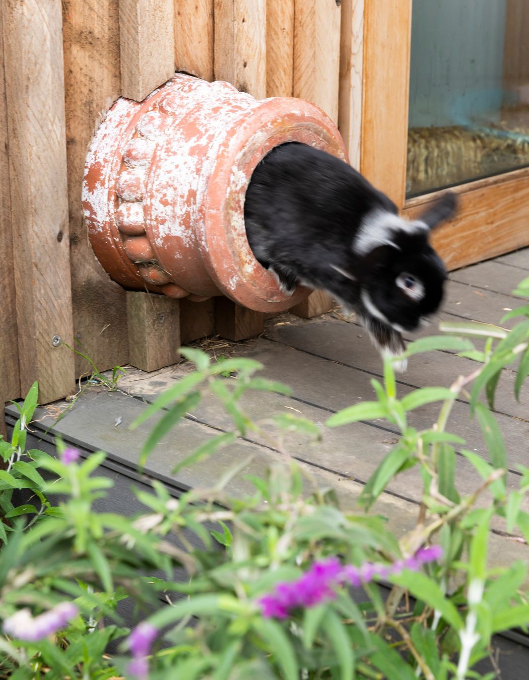 Custom design rabbit run