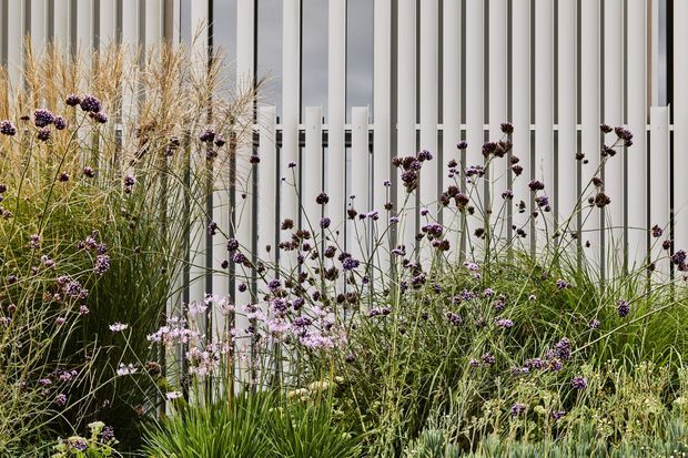 Close-up view of a contemporary building facade screened by a dense naturalistic planting bed. Tall narrow white vertical fins or battens sit in front of dark window glazing, while ornamental grasses and purple flowering plants fill the foreground.