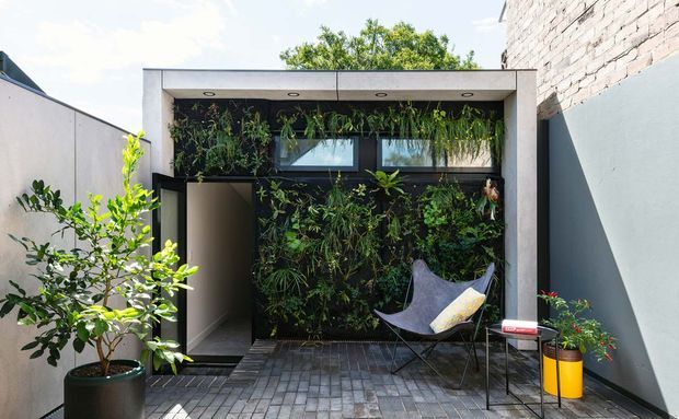 A compact contemporary courtyard or outdoor living area enclosed by rendered walls and a pale concrete portal. The space features a lush vertical garden planted beneath and around narrow clerestory-style windows, dark glazed entry doors, grey rectangular-paver flooring, a sculptural lounge chair, and potted plants. Bright natural light and abundant greenery create a calm, private urban retreat.