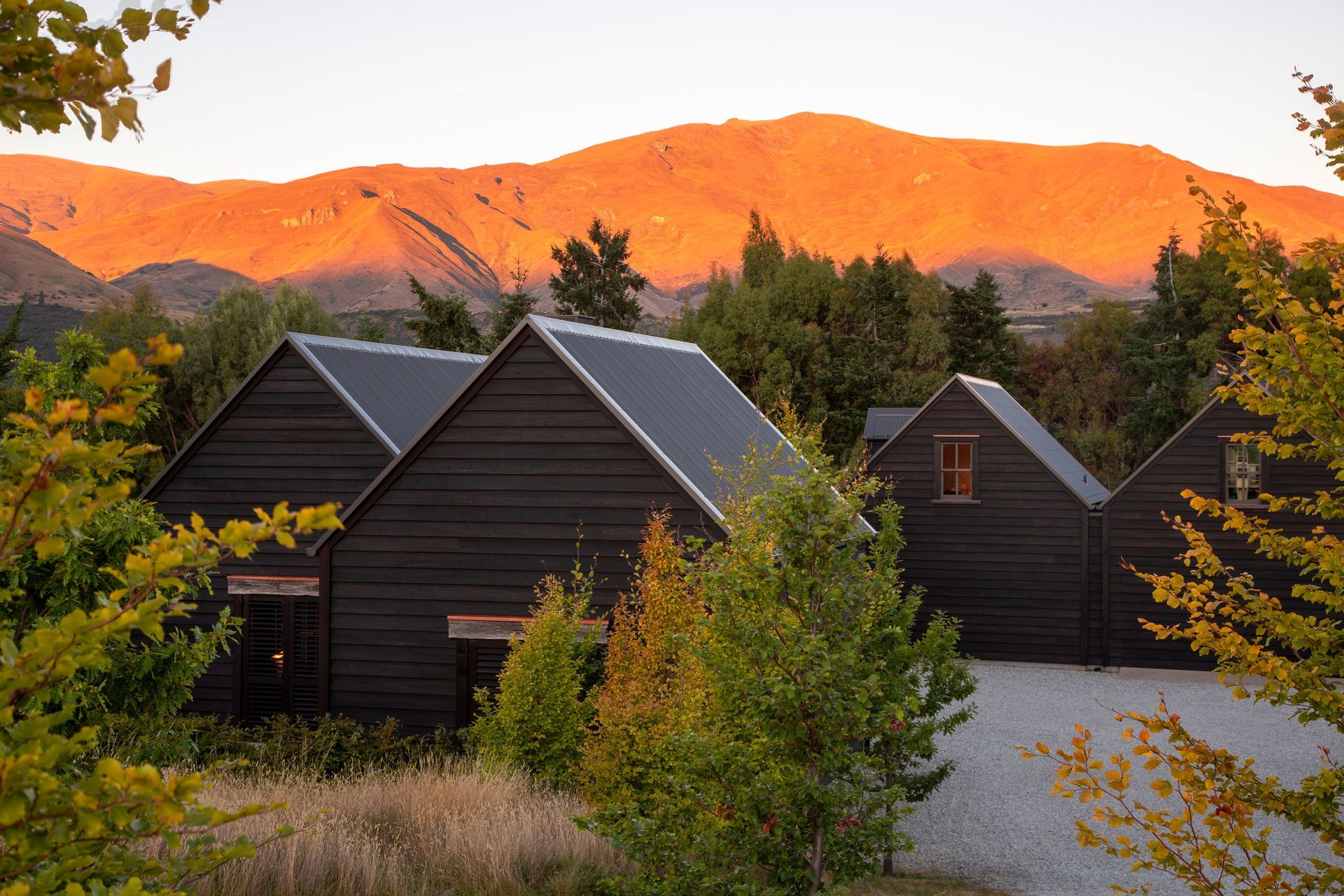 Bendemeer Black Beauty