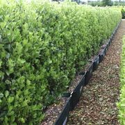 LIVING BOUNDARY™ – mid-height instant hedge range. gallery detail image