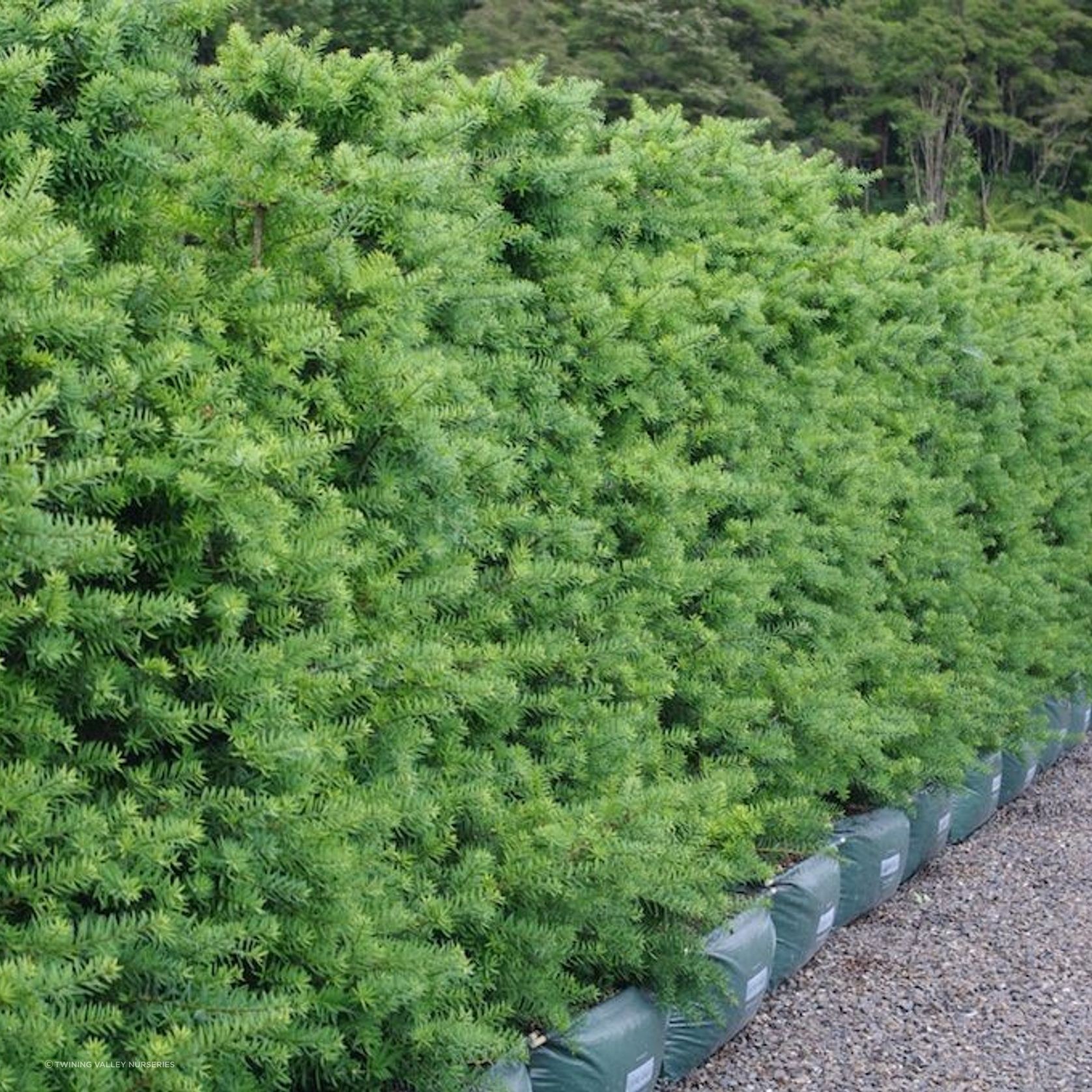 LIVING SCREEN™ – tall-growing instant hedge range. gallery detail image