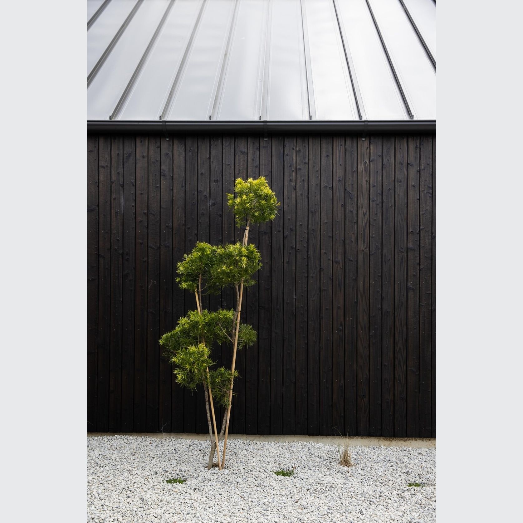 Japanese Cedar Exterior Cladding gallery detail image