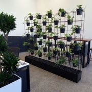 Vertical Live Plant Installations | Hire Plants gallery detail image