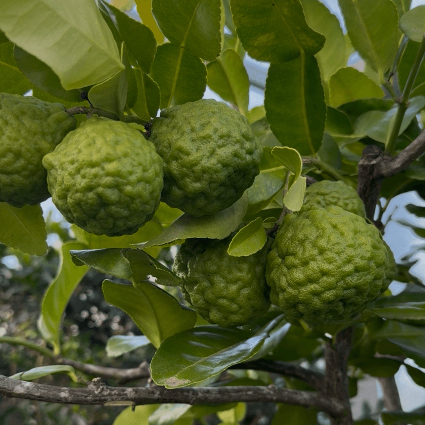 Citrus Kaffir Limes gallery detail image