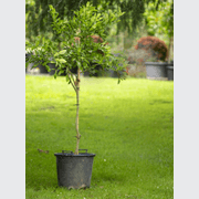 Citrus Kaffir Limes gallery detail image