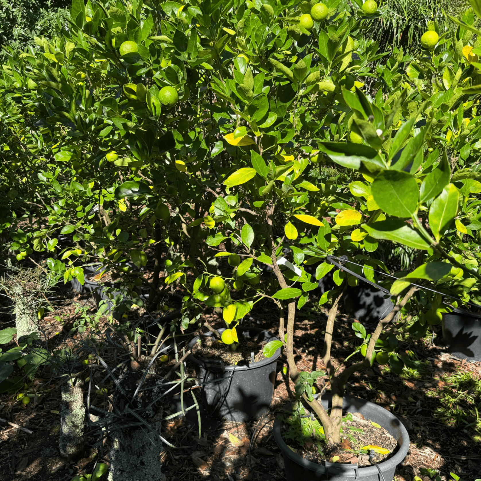 Citrus Bearrs Lime gallery detail image