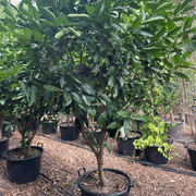 Citrus Bearrs Lime Large gallery detail image