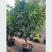 Citrus Bearrs Lime Large gallery detail image