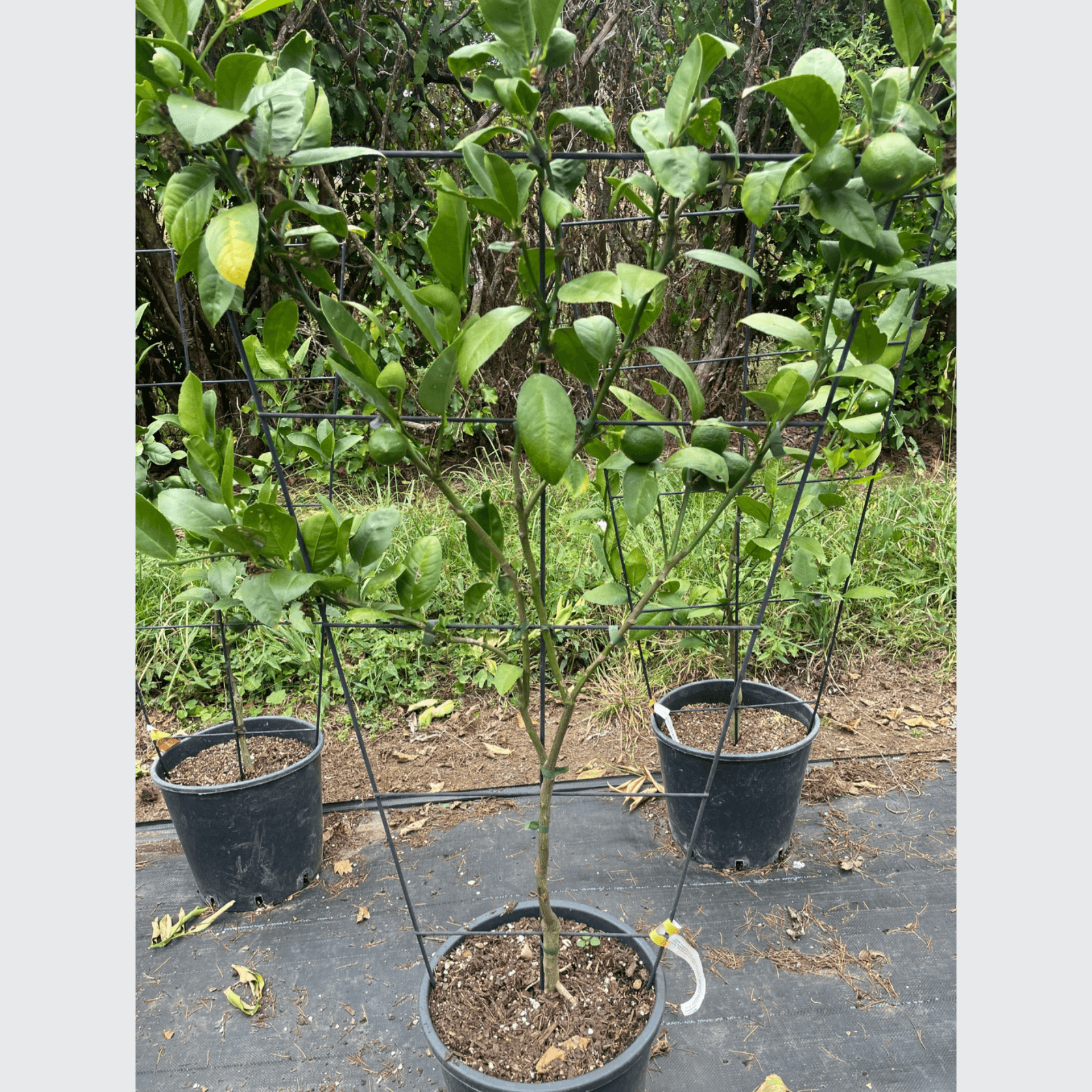 Citrus Meyer Lemon – Espaliered gallery detail image