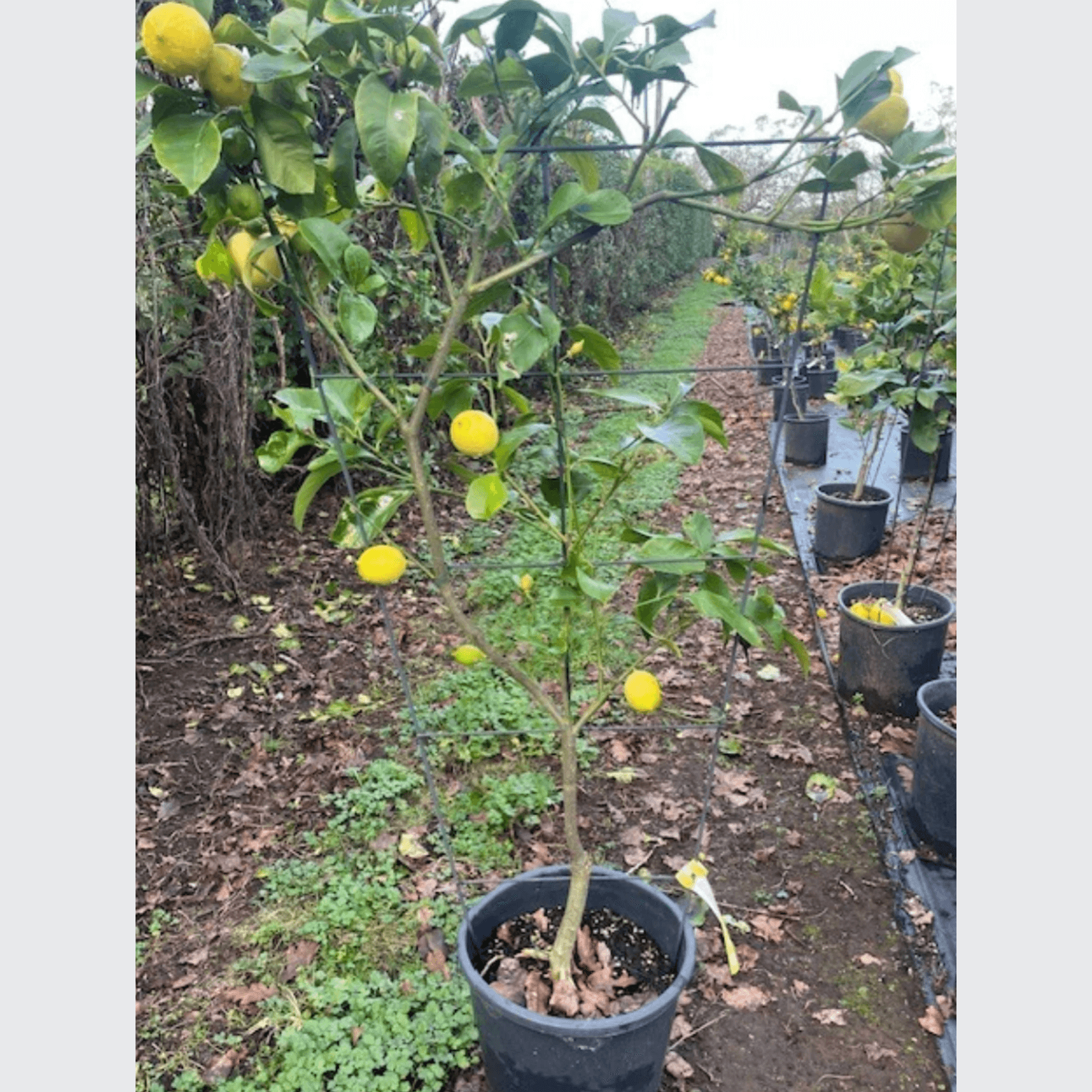 Citrus Yen Ben – Espaliered gallery detail image