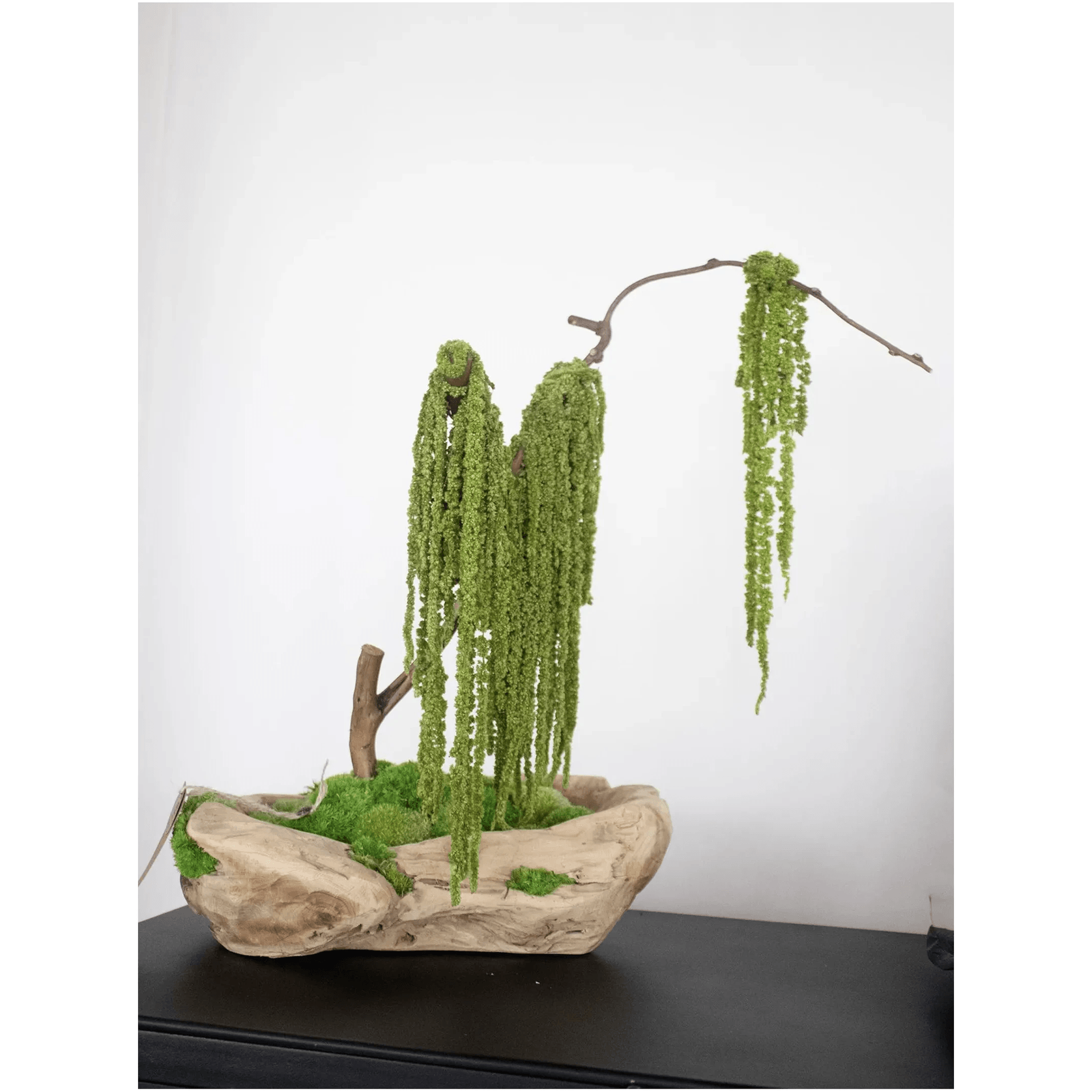 Green Moss Bonsai Tree gallery detail image