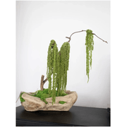 Green Moss Bonsai Tree gallery detail image