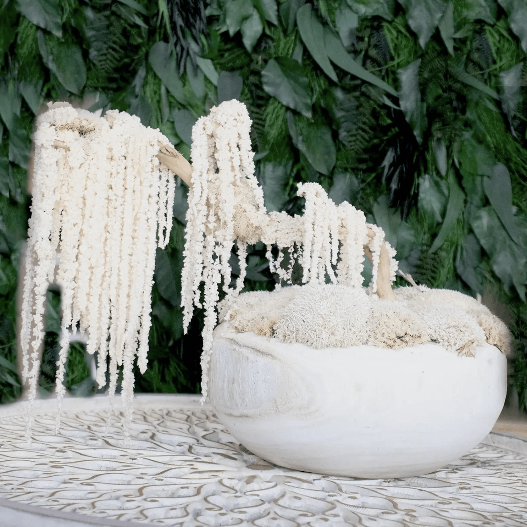 Ivory Moss Bonsai Tree gallery detail image