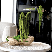 Green Moss Bonsai Tree gallery detail image